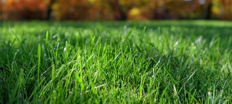 Healthy Lawn After Mowing
