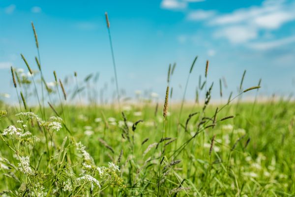 Cost of High Grass Trimming in Glen Allen